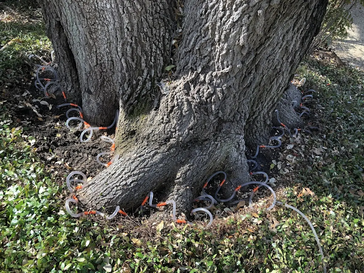 Detailed Tree Cabling and Bracing job site in Fort Monmouth