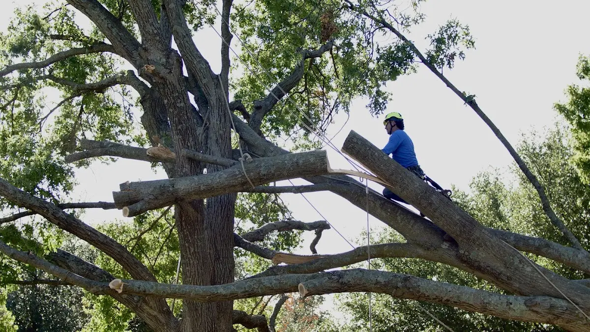 Professional Crown Thinning performed by certified arborists in Fort Monmouth