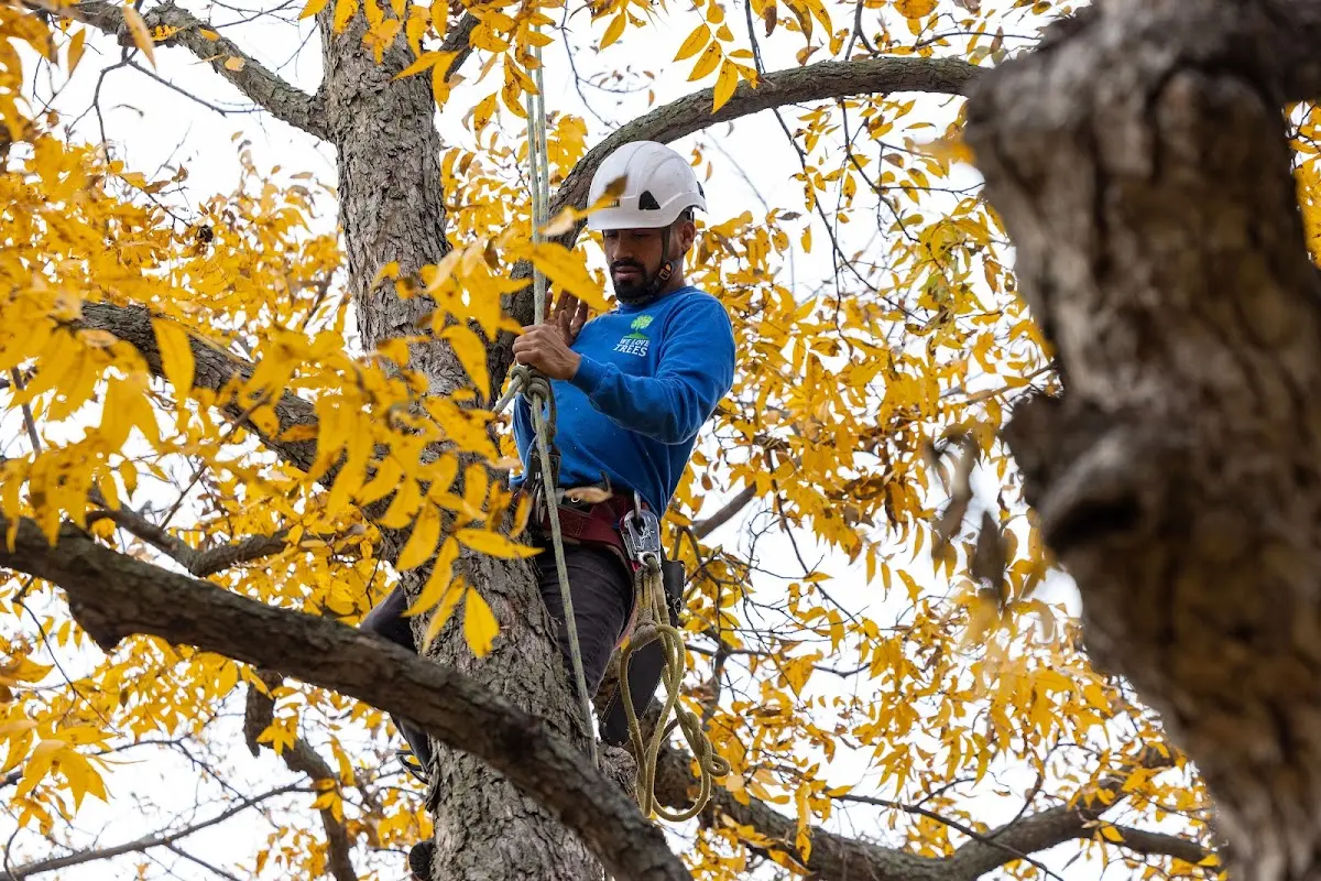 Skilled Tree Pruning crew working in Fort Monmouth