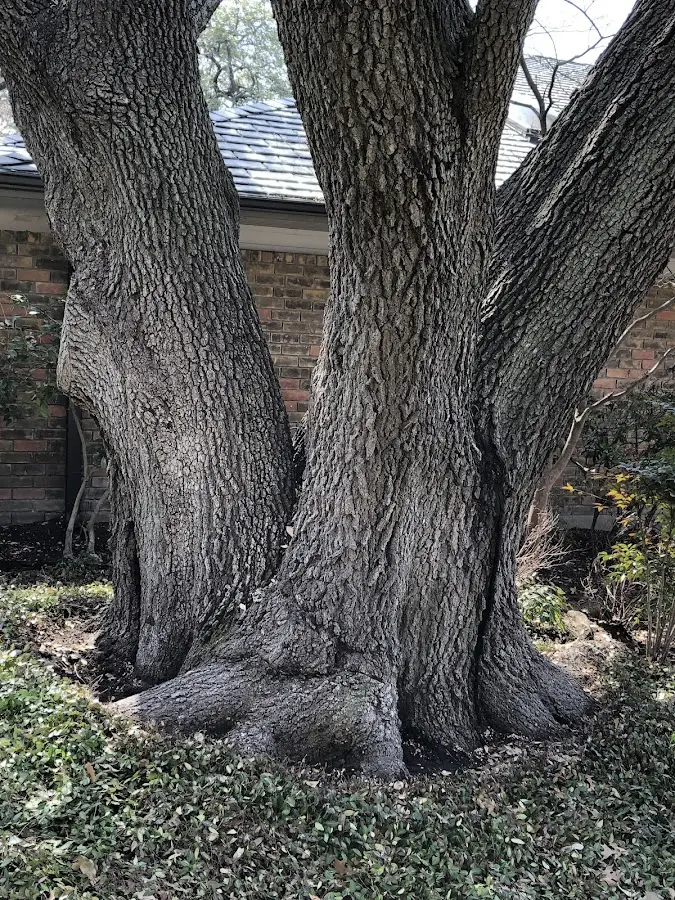 Mature heritage tree close to a Fort Monmouth property cared for by certified arborists